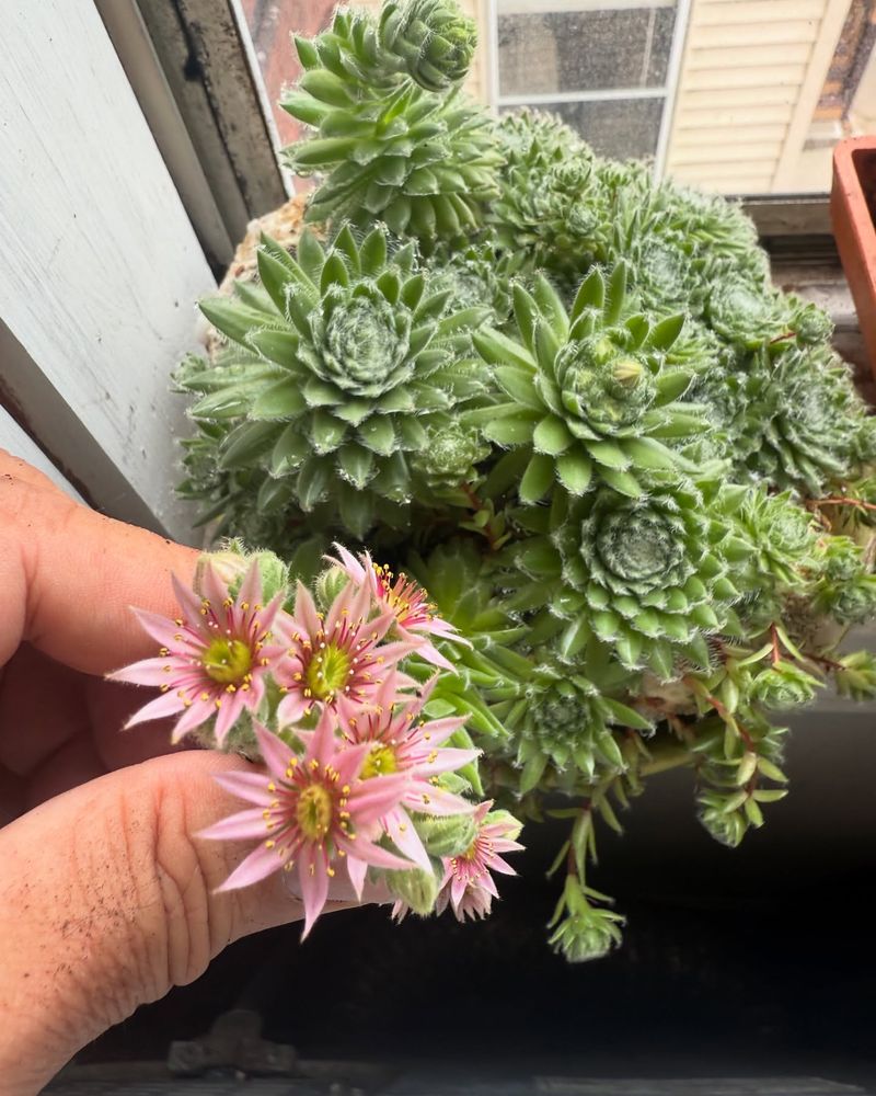 3. Drought-Resistant Succulent Bowl