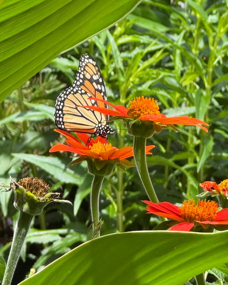 3. Mexican Sunflower (Tithonia)