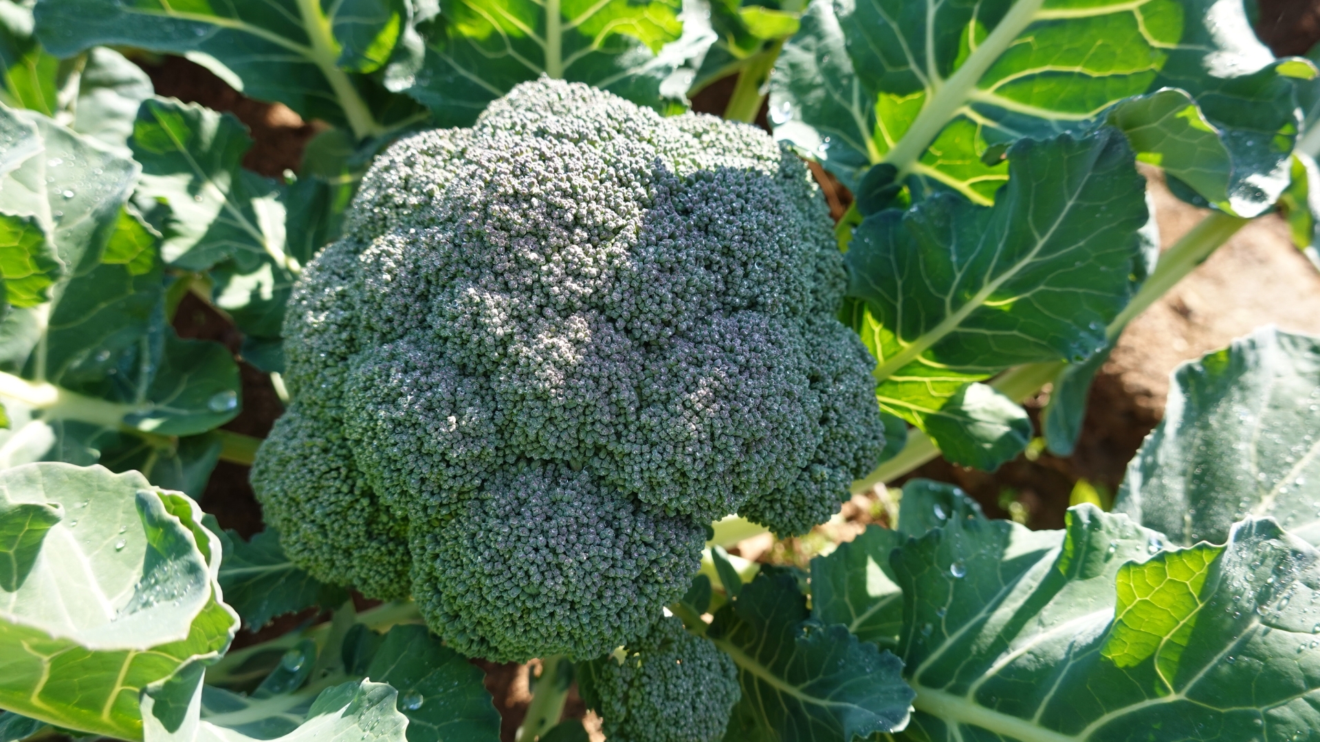 20 Crops That Thrive When Planted In Late Summer In Missouri