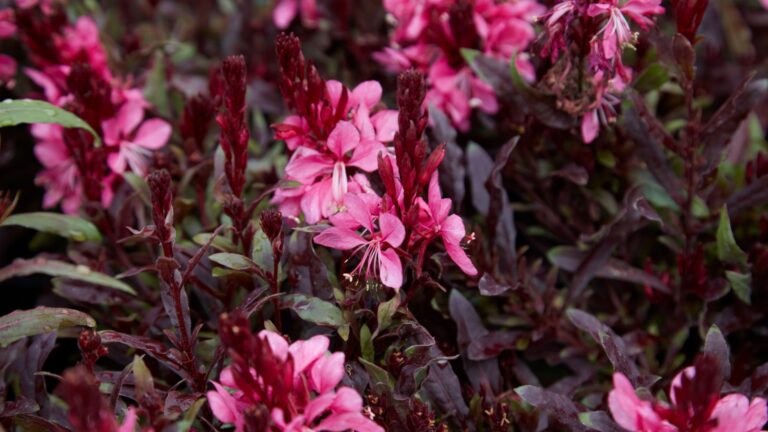 gaura flower display