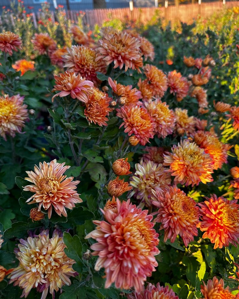 Cheerful Chrysanthemums