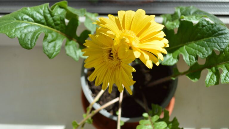 gerbera daisy houseplant