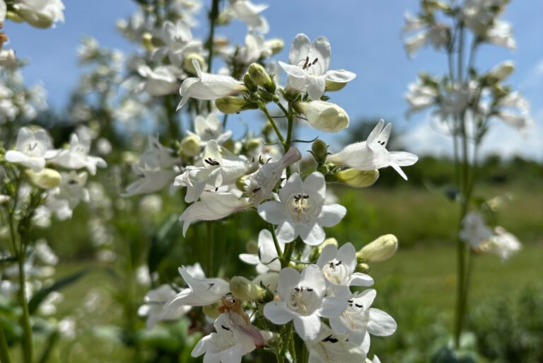 foxglove beardtongue (featured image)