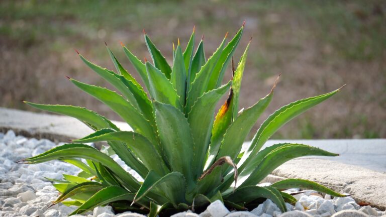 aloe vera plant