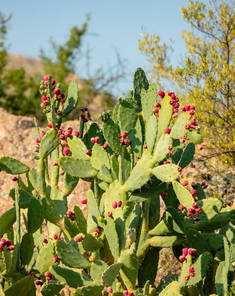 Prickly Pear Cactus