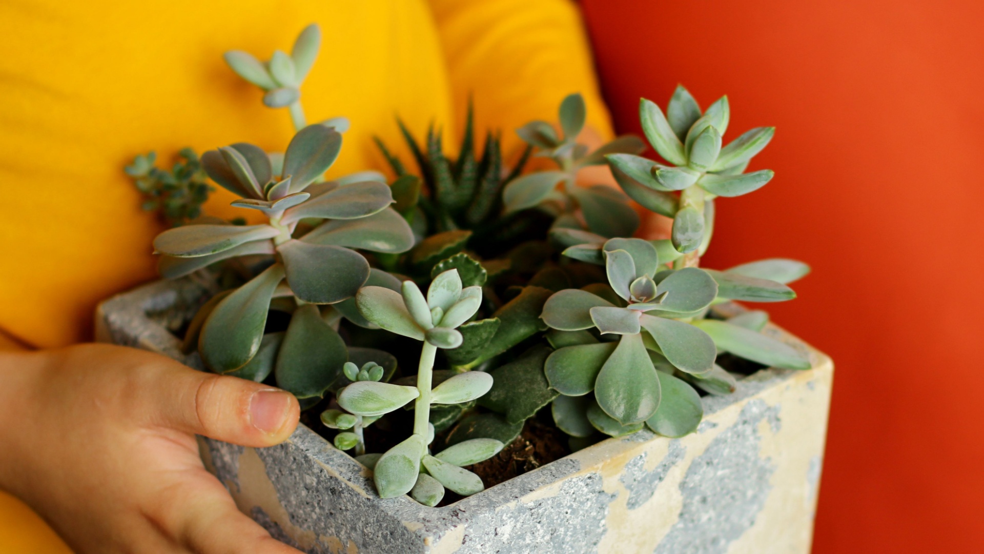 20 Plants That Thrive In North Carolina Windowsills