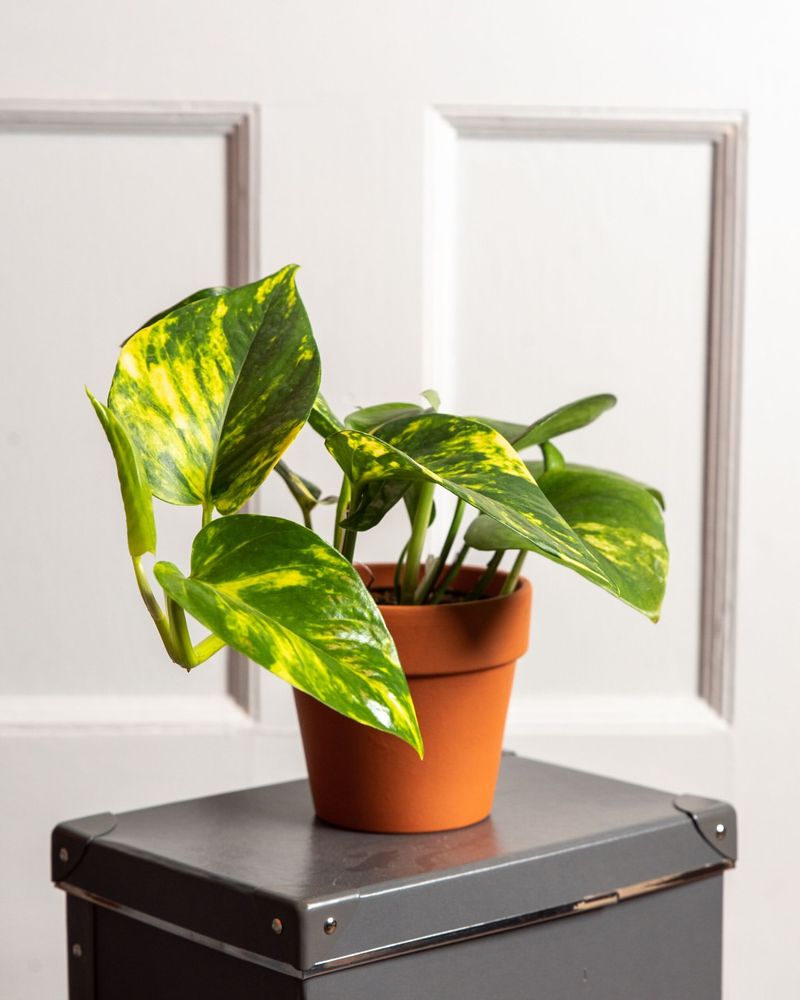 Pothos (Devil's Ivy)