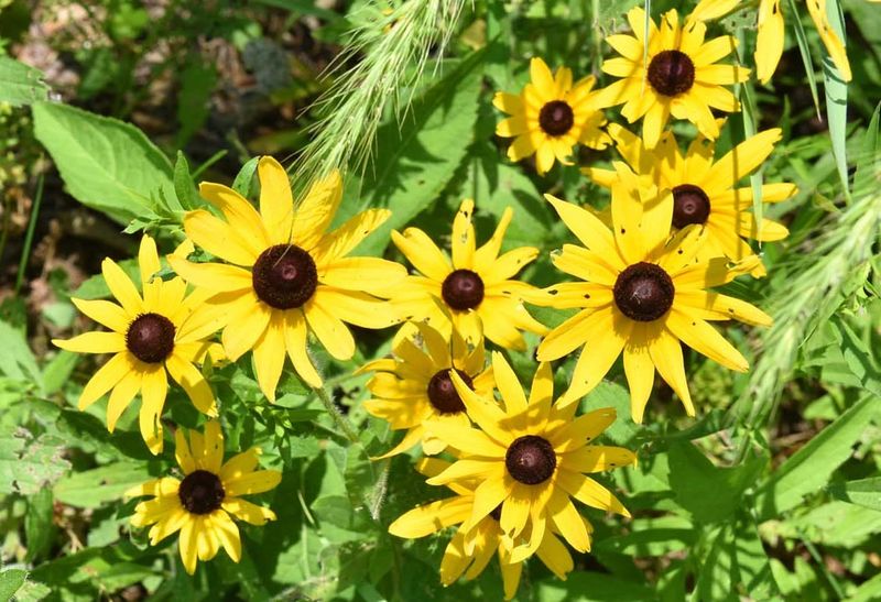 Black-Eyed Susan