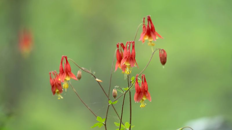 4. Eastern Columbine (Aquilegia canadensis)