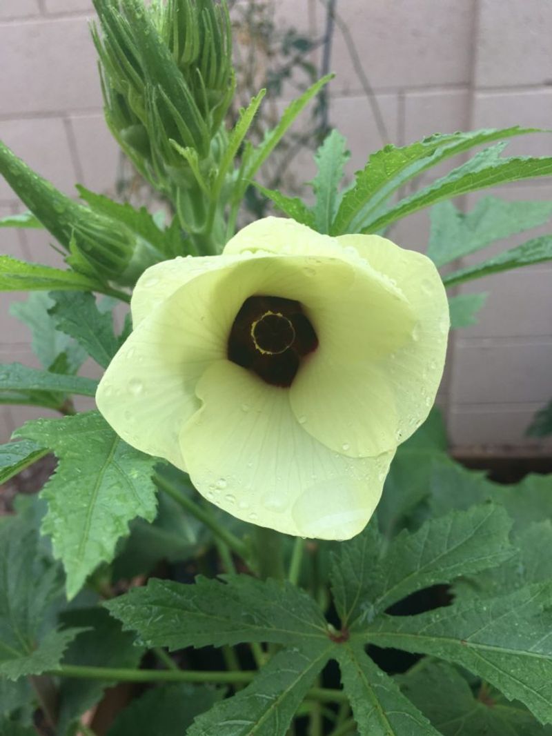 4. Okra