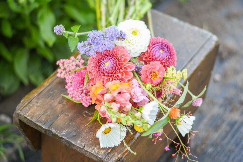 Judith DeLapa Perennial Garden