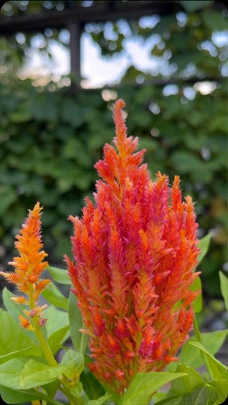 5. Celosia