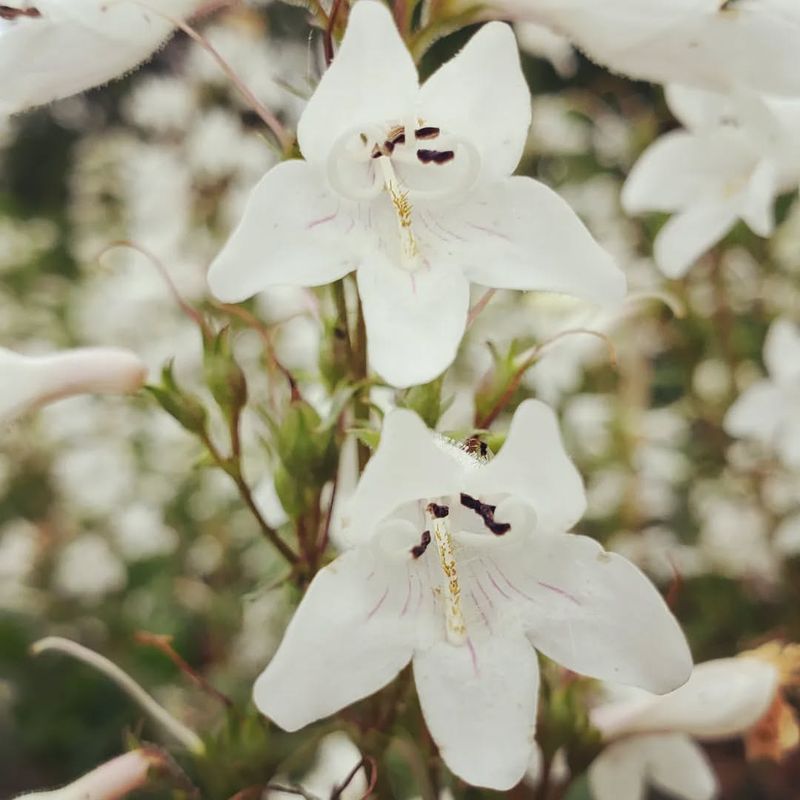 5. Penstemon (Penstemon digitalis)
