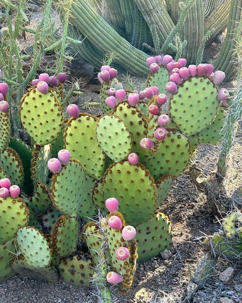 6. Prickly Pear Cactus
