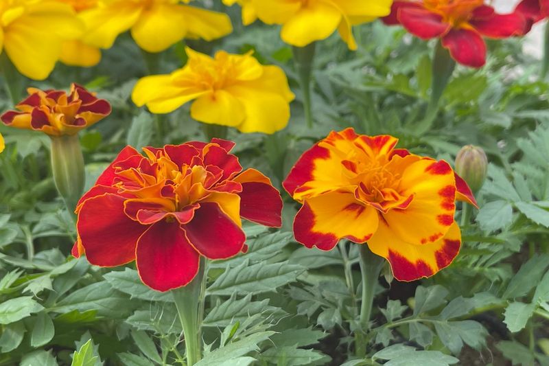 6. Marigolds