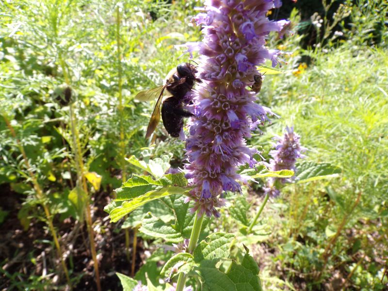 6. Anise Hyssop (Agastache foeniculum)
