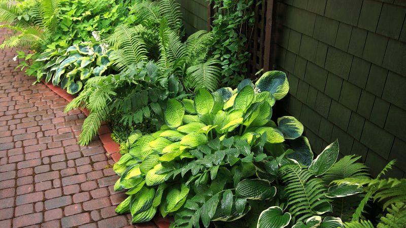 6. Shade-Loving Fern And Hosta Combo