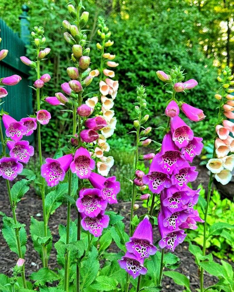 7. Foxglove (Digitalis purpurea)