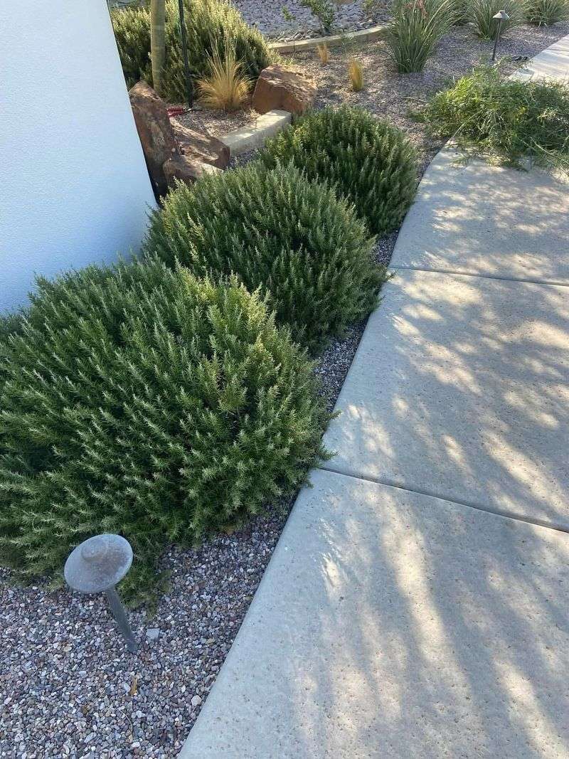 7. Rosemary