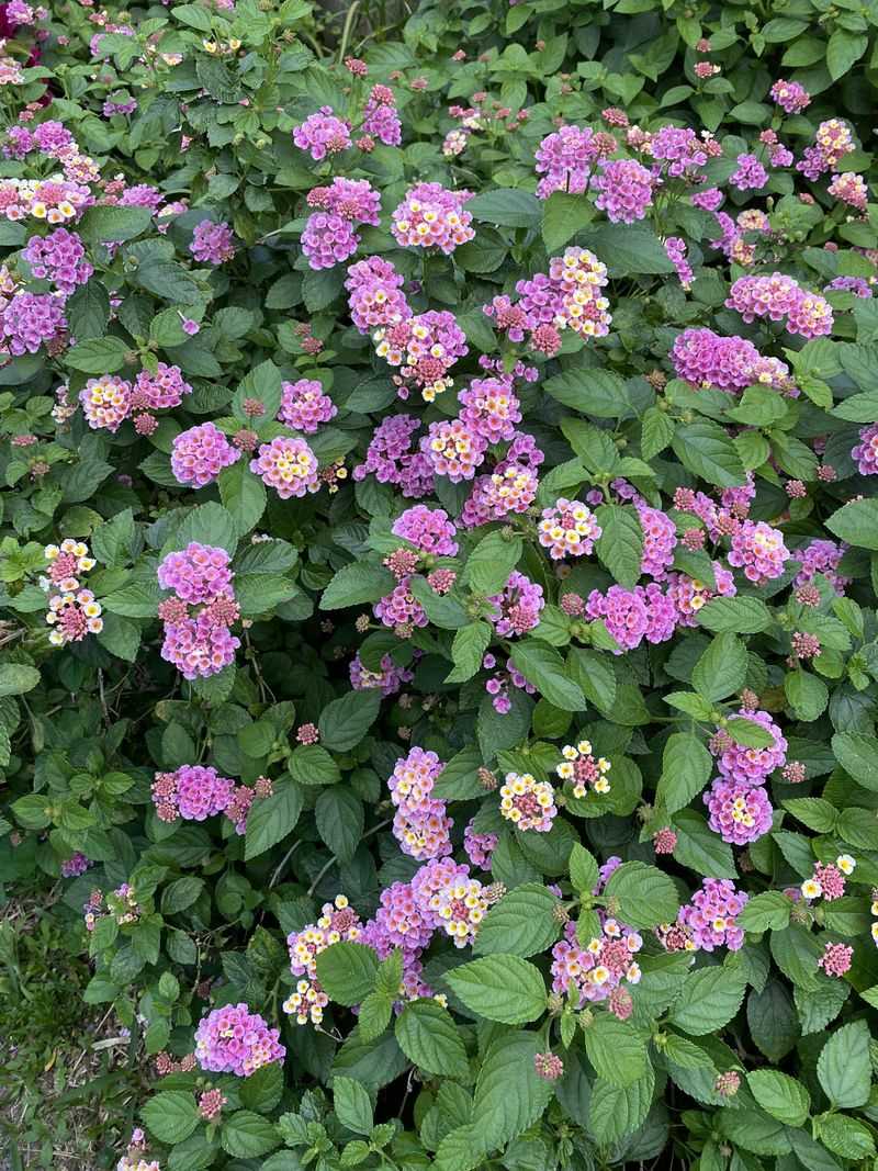 8. Gomphrena (Globe Amaranth)