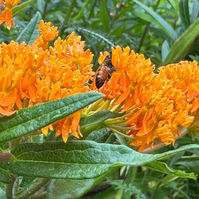 8. Butterfly Weed (Asclepias tuberosa)