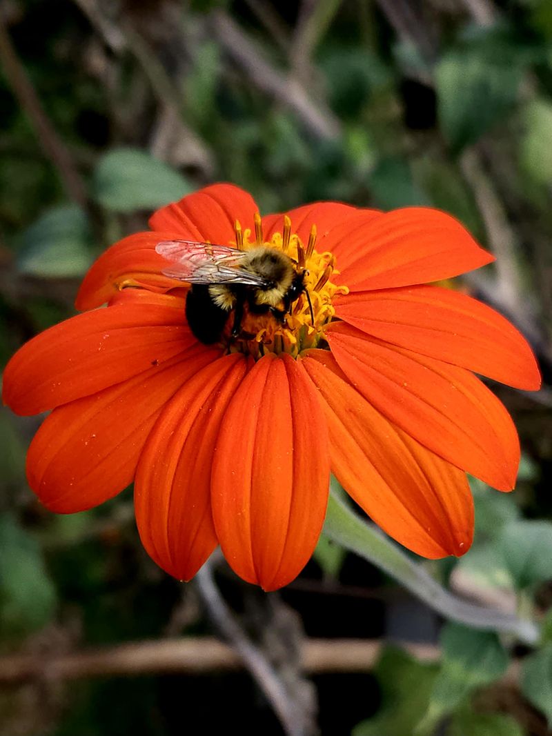 8. Mexican Sunflower
