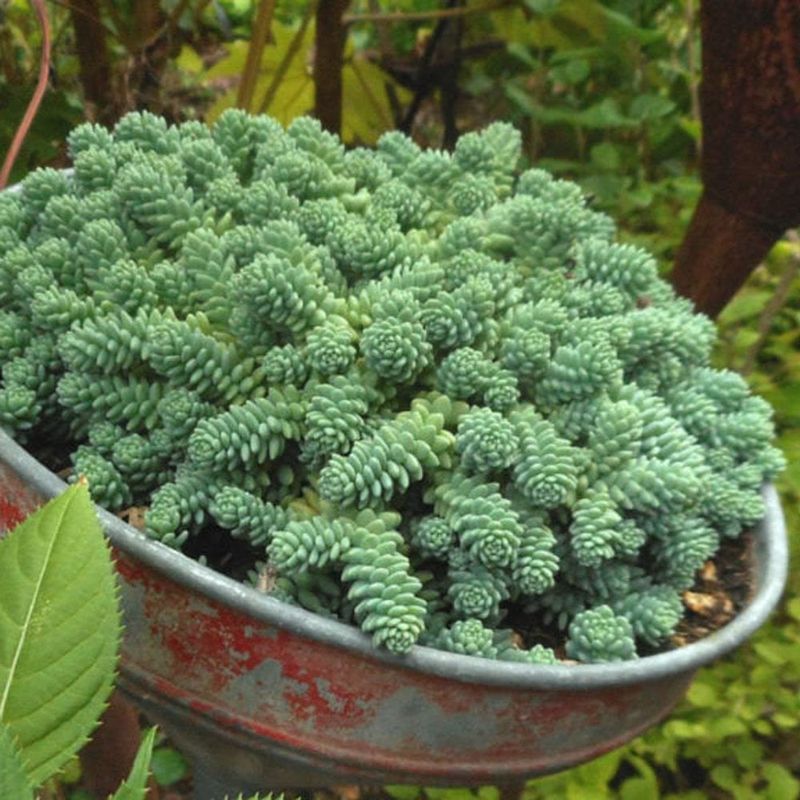 9. Tough-As-Nails Rock Garden Container