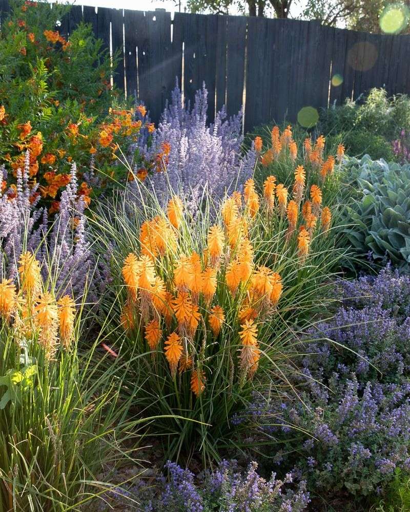 9. Red Hot Poker (Kniphofia uvaria)