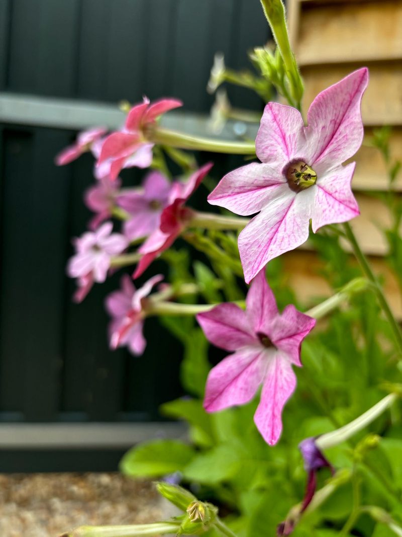 10. Nicotiana (Flowering Tobacco)