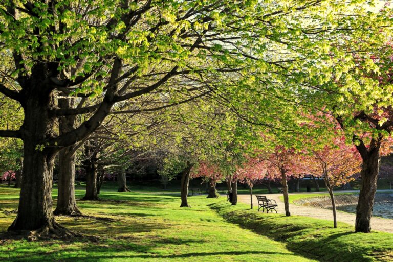 A Living Tree Library Awaits At Arnold Arboretum Of Harvard University In Boston