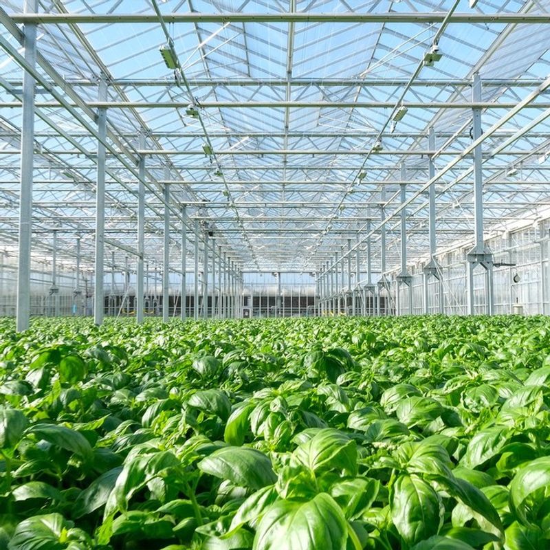 Automated Desert Greenhouses