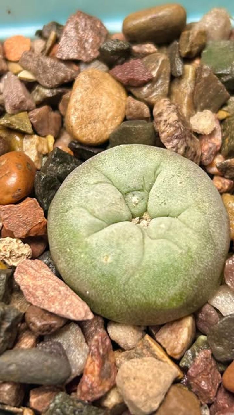 Peyote Cactus