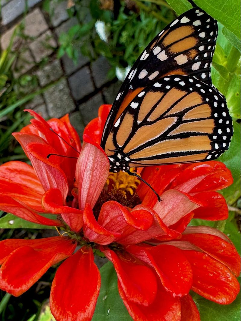 Butterfly Garden Areas With Native Nectar Plants