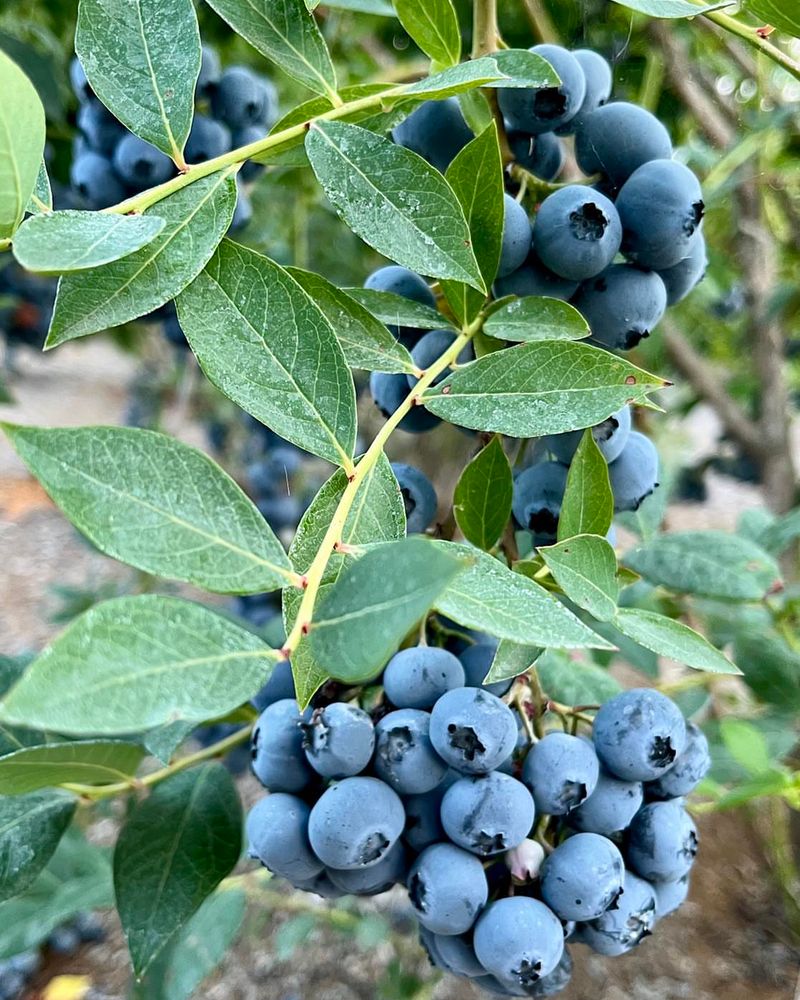 Antioxidant-Rich Blueberries