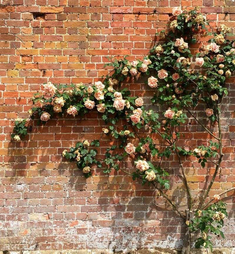 Plant Climbing Roses Along Walls And Fences