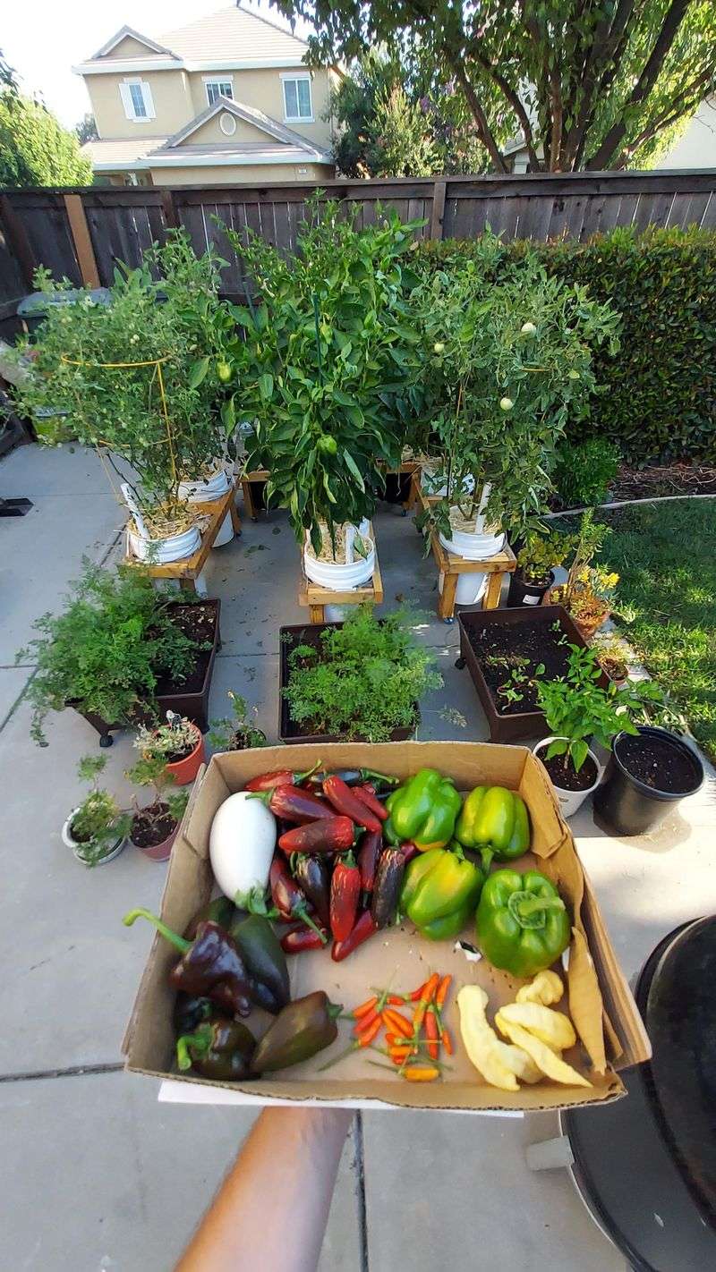 Harvest Remaining Crops