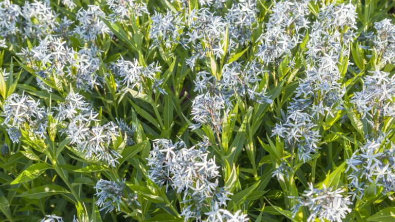 Amsonia 'Blue Star'
