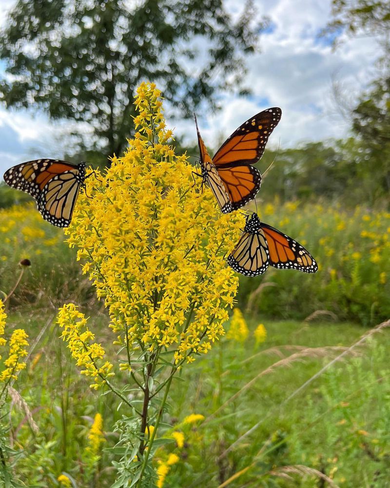 Grow Goldenrod