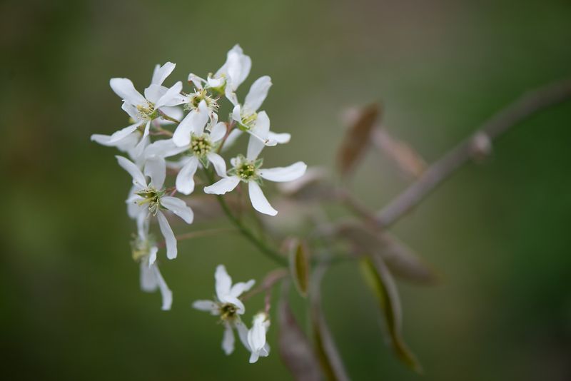 Include Flowering Trees And Shrubs
