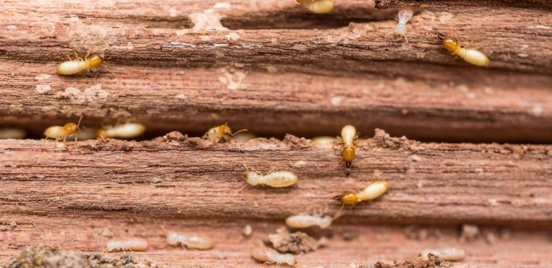 Protect From Termites With Natural Deterrents