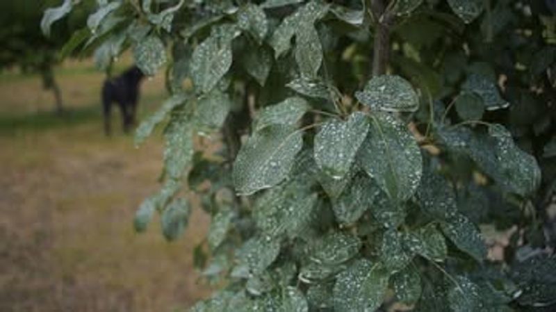 Test On Plant Leaves