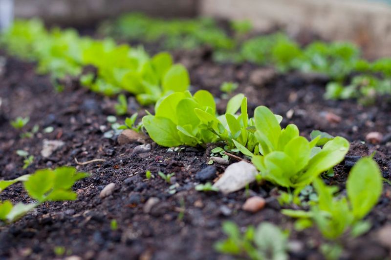 Create Trenches For Water Retention