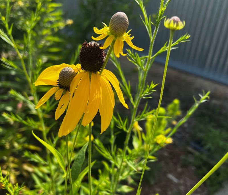Collect Seeds From Native Wildflowers