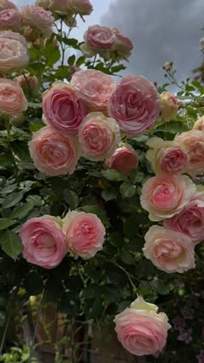 Creating A Focal Point With Roses
