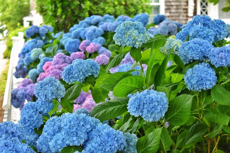 Hydrangeas Can't Handle Full Massachusetts Sun
