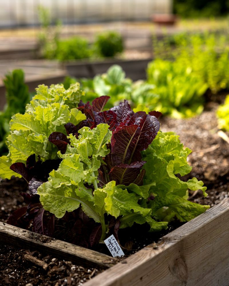 Plan For Succession Growing