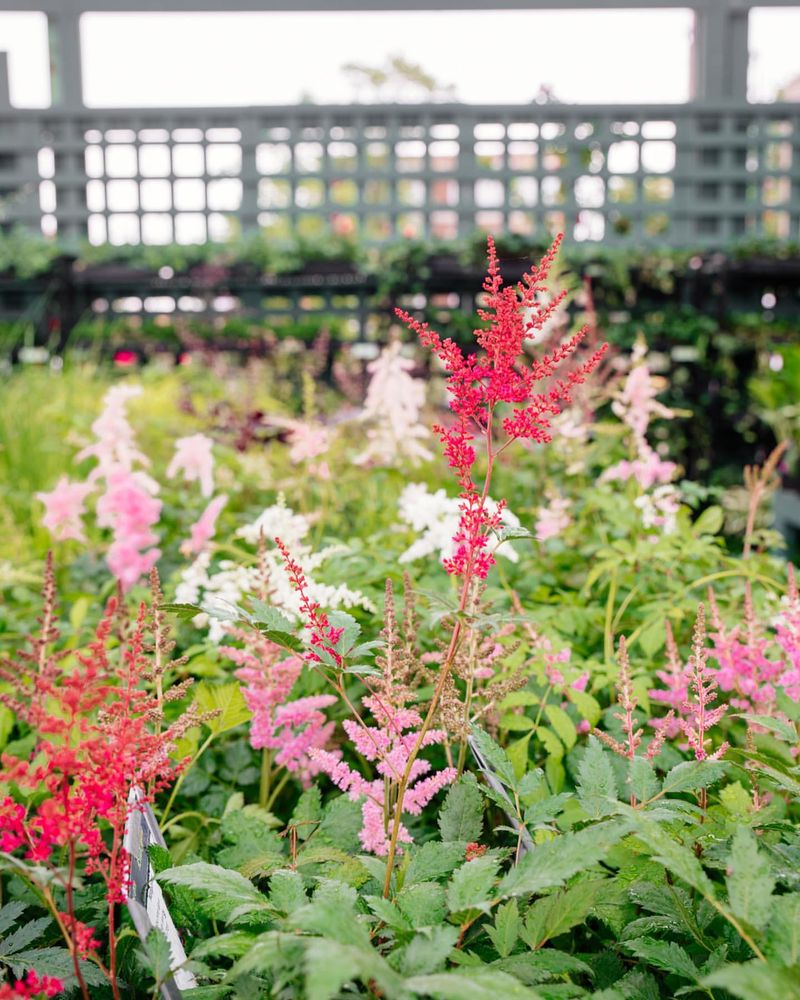 Extend Season With Strategic Companion Plants