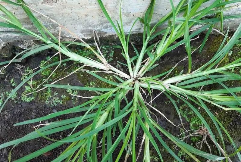 Apply Pre-Emergent Herbicides
