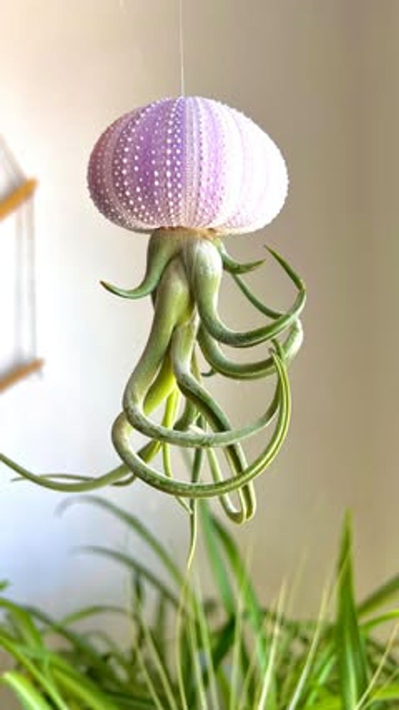 Air Plants