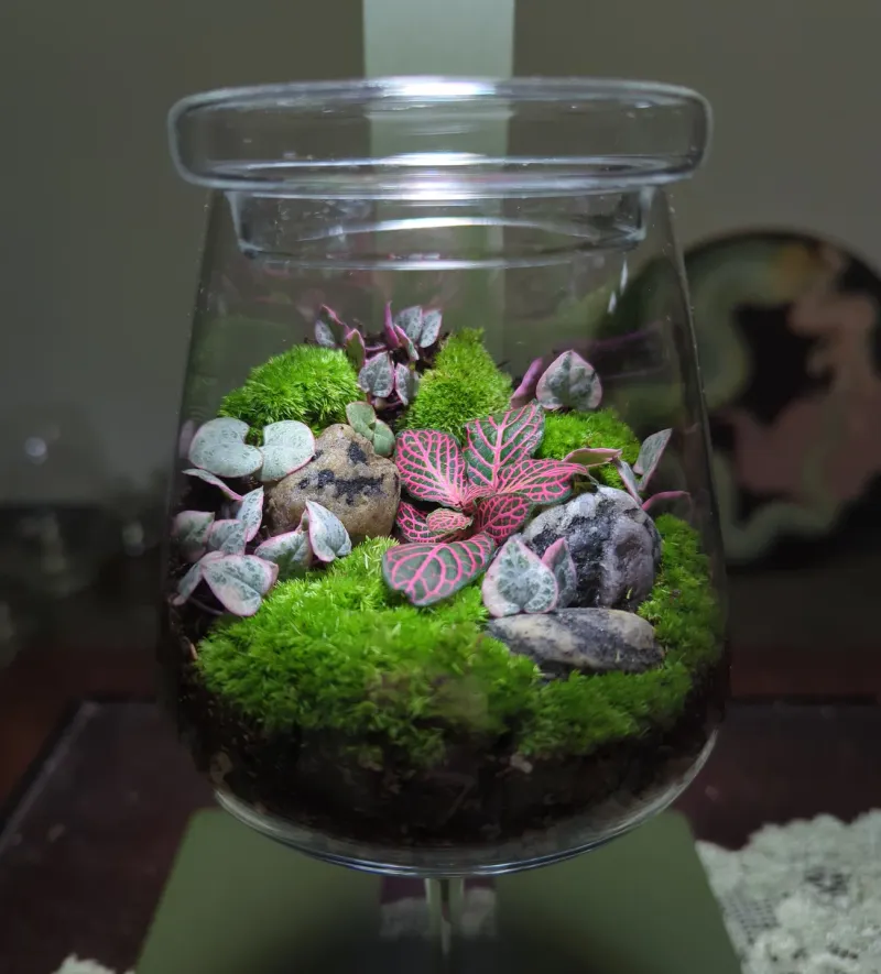 Nerve Plant (Fittonia)